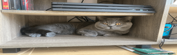 British Shorthair cats for sale: Playful British Shorthair - 2 years old in London - Advert 13