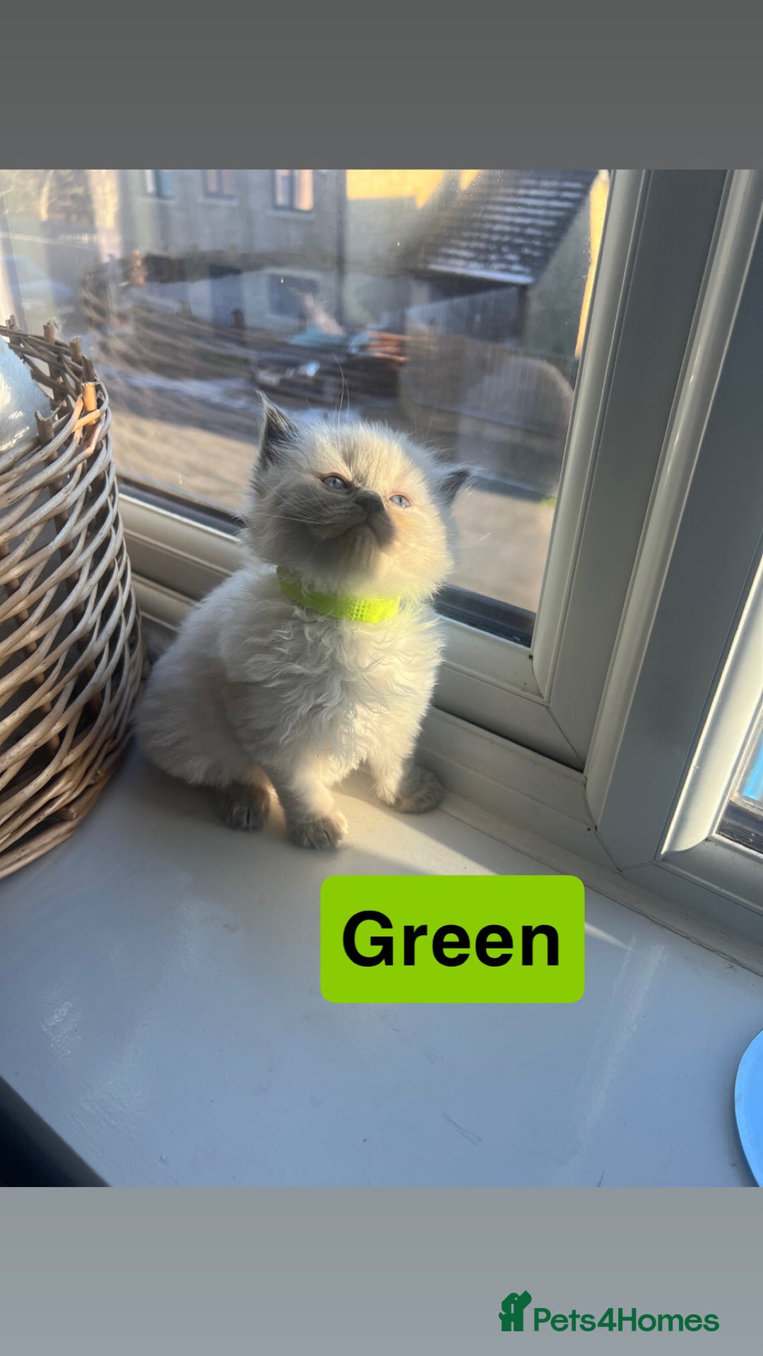 Ragdoll cats for sale: 🤍5 gorgeous female ragdoll kittens for sale🤍 - Advert 5
