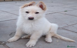 German Shepherd dogs for sale: Stunning White German Shepherds   - Image 1