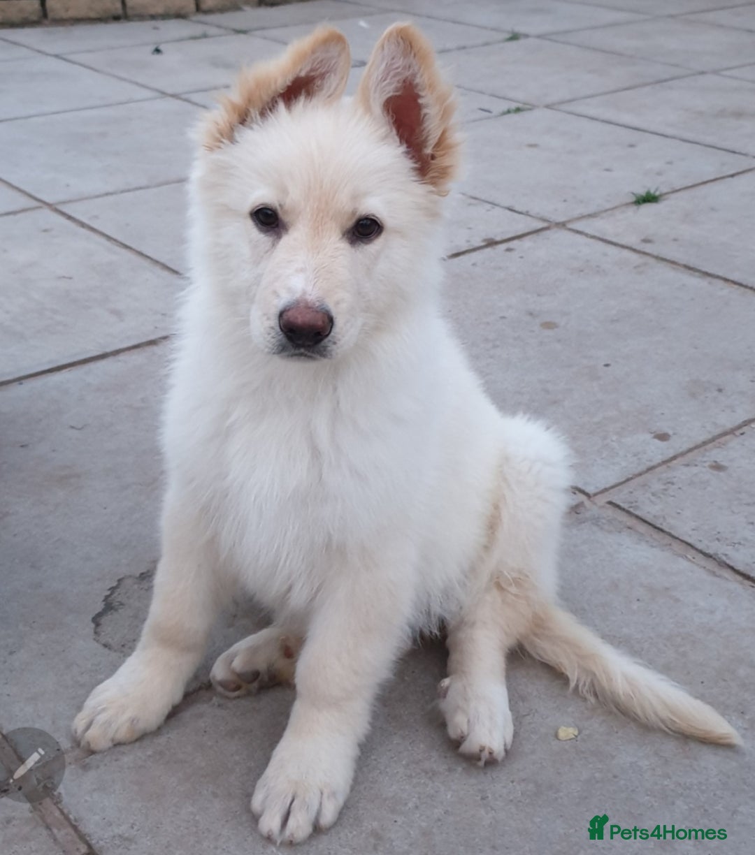 German Shepherd dogs for sale: Stunning White German Shepherds   - Image 1