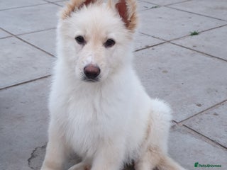 German Shepherd dogs for sale - Advert 1