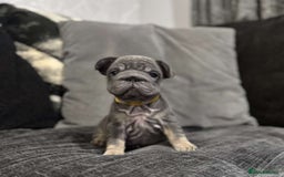 French Bulldog dogs for sale: High Quality French Bulldog Puppies  - Image 22
