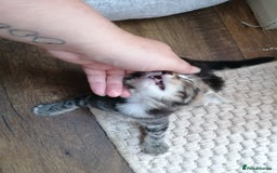 Domestic Shorthair cats for sale: Stunning kittens for sale  - Image 9