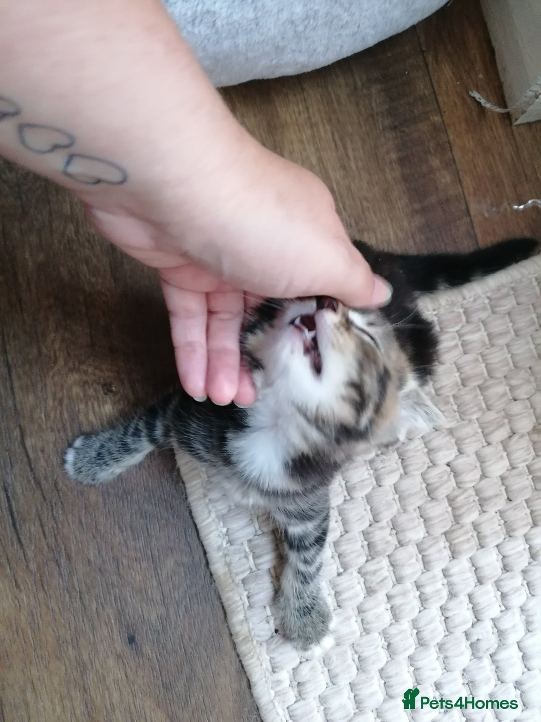 Domestic Shorthair cats for sale: Stunning kittens for sale  - Image 9