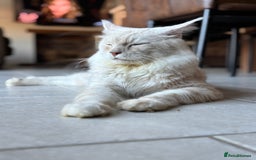 Maine Coon cats for stud: Stud Services - Red Silver DS22 TICA Maine Coon - Image 2