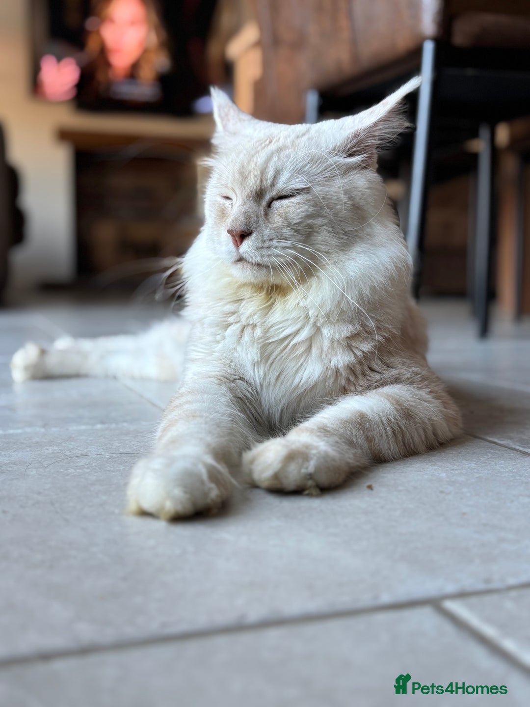 Maine Coon cats for stud: Stud Services - Red Silver DS22 TICA Maine Coon - Image 2