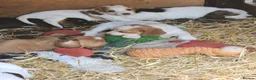 Sprocker dogs for sale: Sprocker Spaniels from Registered Breeder  - Advert 8