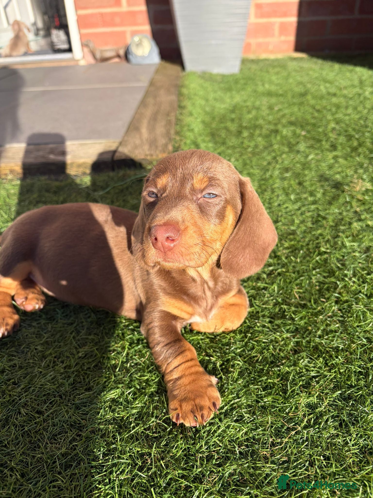 Miniature Dachshund dogs KC Registered! READY TO LEAVE TODAY!   - Advert 14