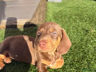 Miniature Dachshund dogs KC Registered! READY TO LEAVE TODAY! - Advert 14