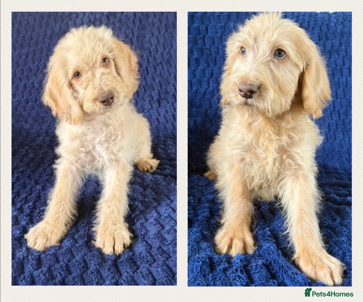 Labradoodle dogs Ready Now! Beautiful F1b Labradoodles  - Advert 1