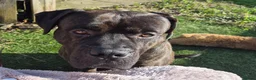 Cane Corso dogs for sale: Working Cane Corso, Looking for forever home  in Chelmsford - Advert 1