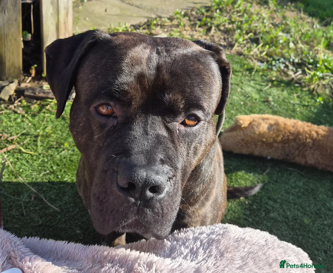 Cane Corso dogs for sale: Working Cane Corso, Looking for forever home  in Chelmsford - Advert 1