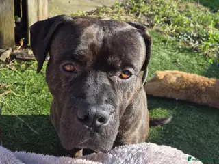 Cane Corso dogs Working Cane Corso, Looking for forever home in Chelmsford - Advert 2