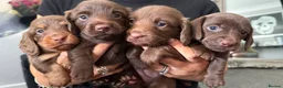 Miniature Dachshund dogs for sale: 5* L/H mini reg carrying cream vet approved pups - Advert 3