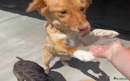 Mixed Breed dogs for adoption: Brambling, 1.5 yrs old. Available for adoption. in Brixham - Image 8