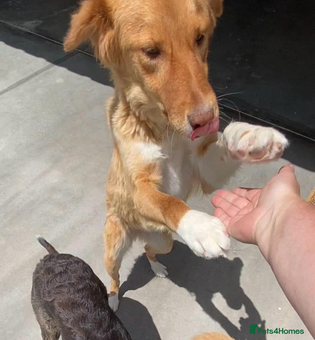 Mixed Breed dogs for adoption: Brambling, 1.5 yrs old. Available for adoption. in Brixham - Image 8