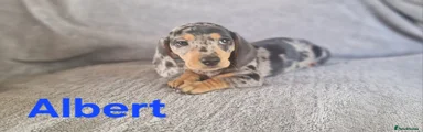Miniature Dachshund 5