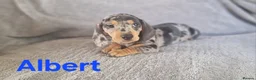 Miniature Dachshund dogs for sale: Stunning smooth haired miniature dacshund - Advert 18