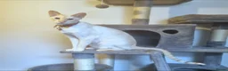 Siamese cats for sale: Flame Point Siamese  - Advert 2