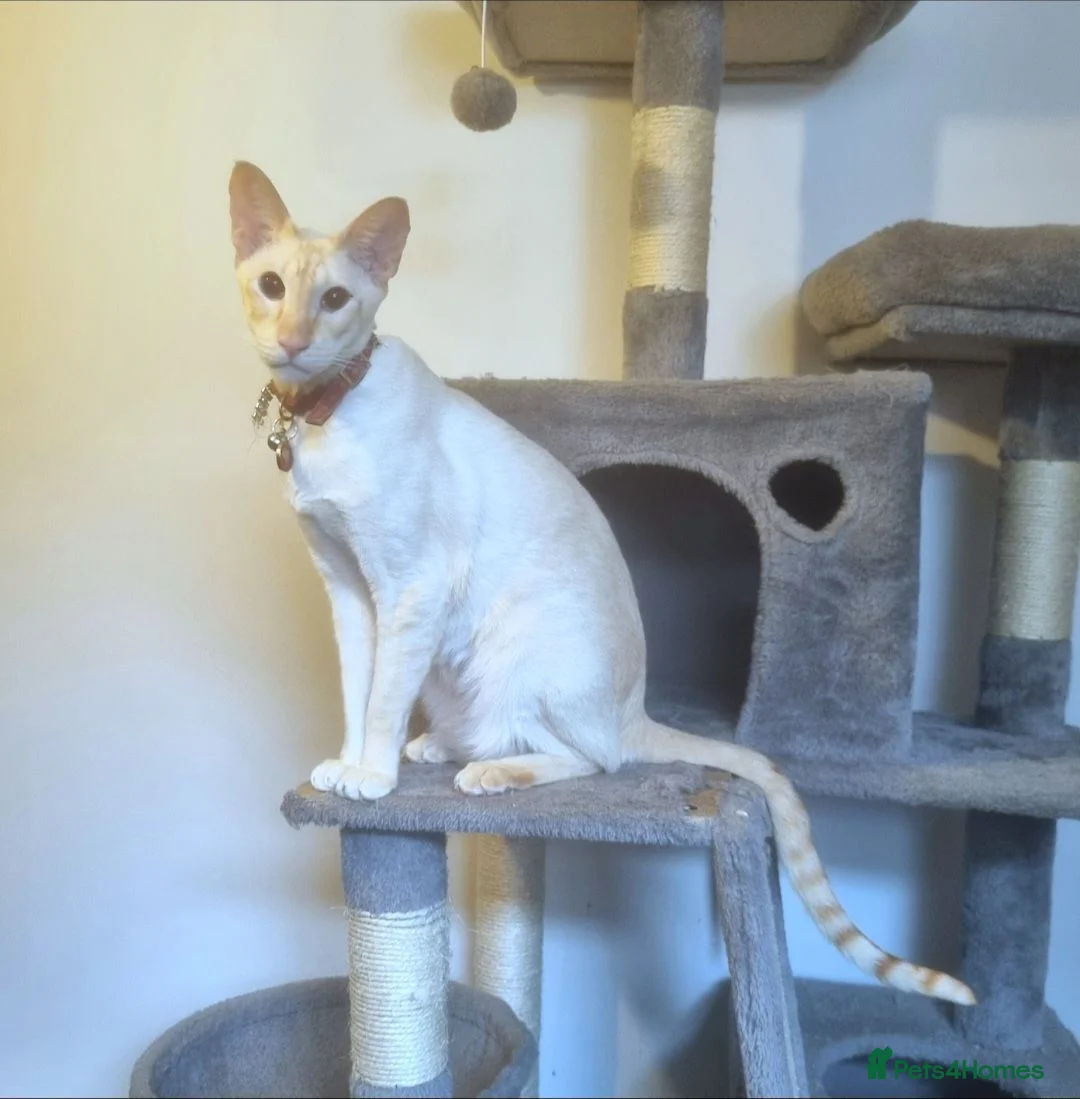 Siamese cats for sale: Flame Point Siamese  - Advert 2