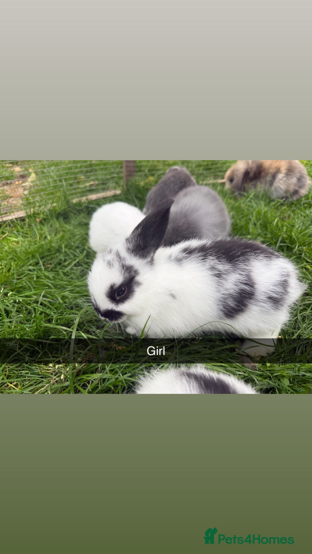 Mini Lion Lop rabbits all reserved  - Advert 8