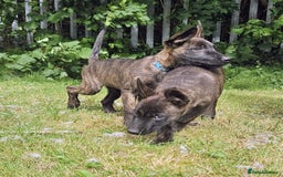 Belgian Shepherd Dog dogs for sale: Dutch Pure Bred Shepherd Puppies  - Image 13