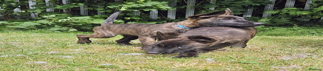 Belgian Shepherd Dog Puppy 7