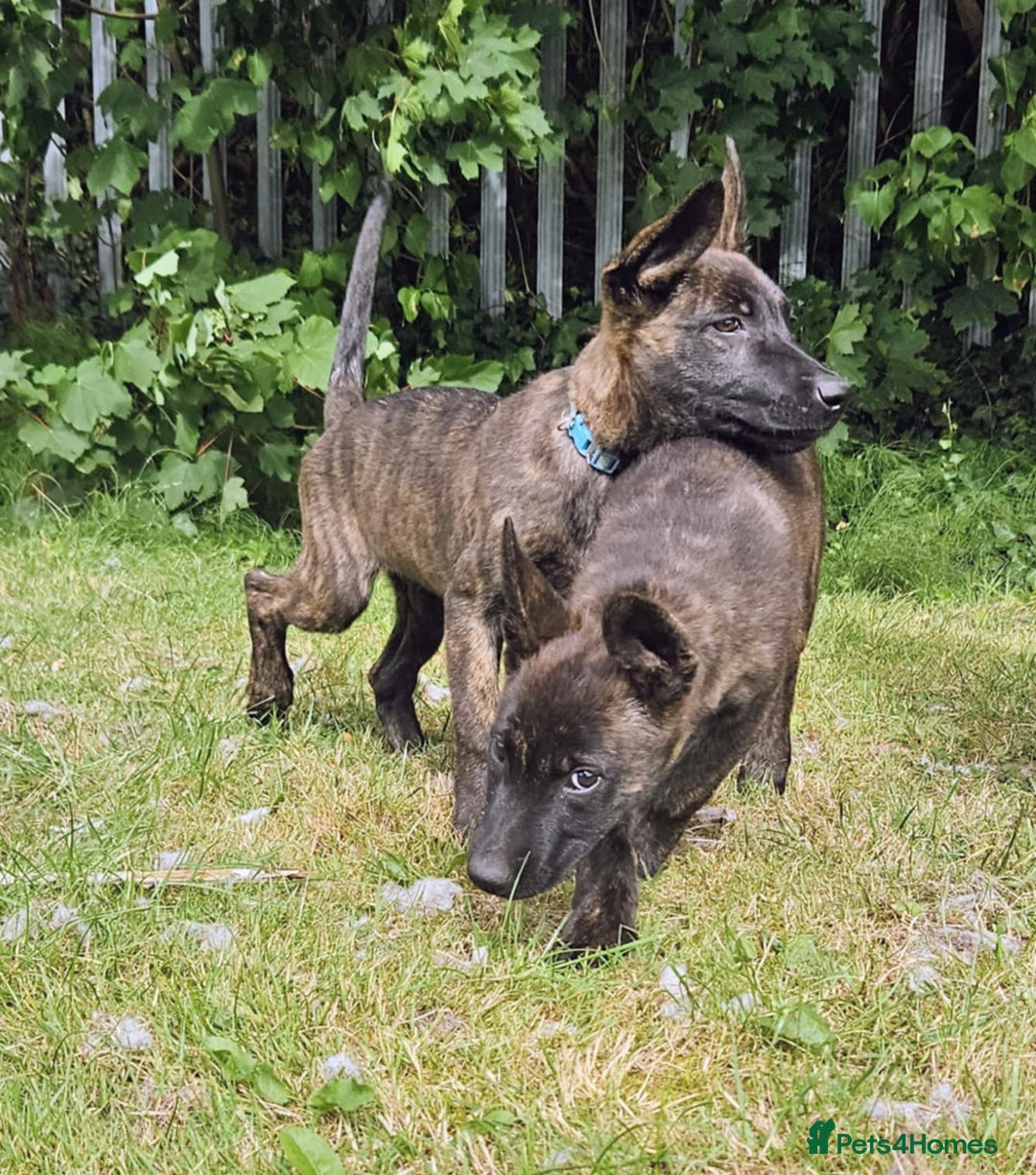 Belgian Shepherd Dog dogs for sale: Dutch Pure Bred Shepherd Puppies  - Image 13