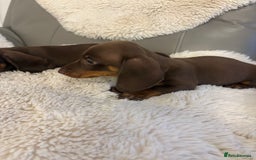 Miniature Dachshund dogs for sale: Miniature dachshund puppies  - Image 12