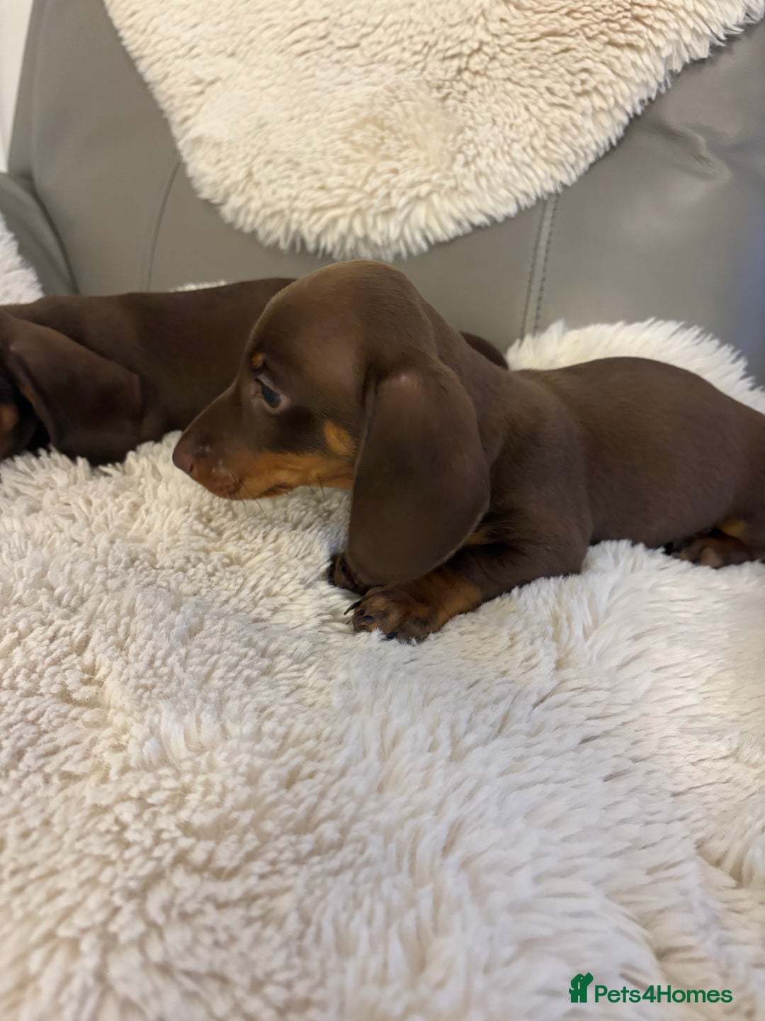 Miniature Dachshund dogs for sale: Miniature dachshund puppies  - Image 12