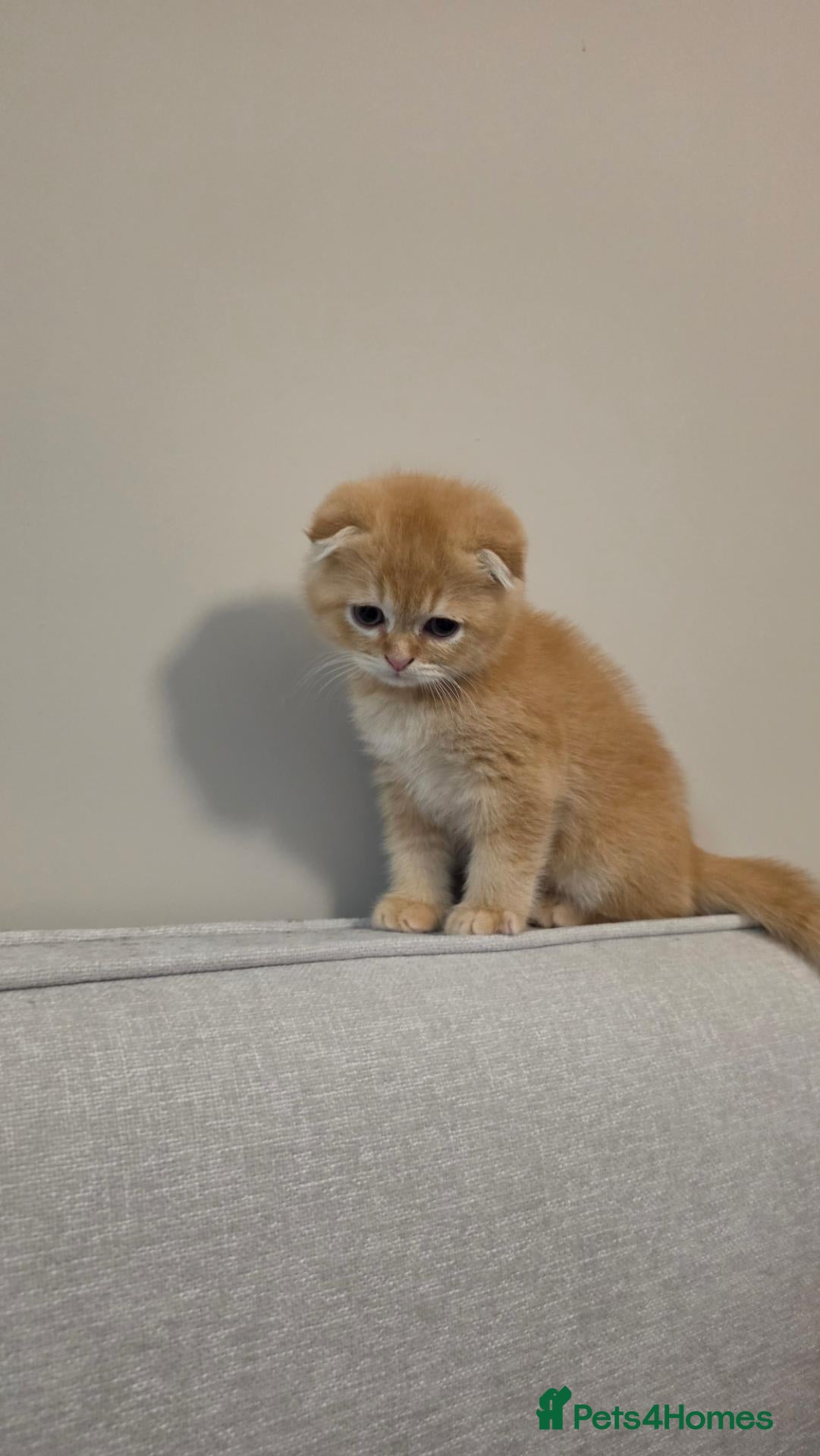 Scottish Fold cats Scottish Fold Kittens. Vet Checked, Chipped & Vac. - Advert 7