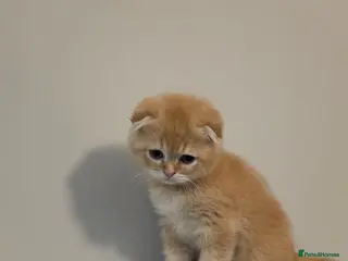 Scottish Fold cats Scottish Fold Kittens. Vet Checked, Chipped & Vac. - Advert 6