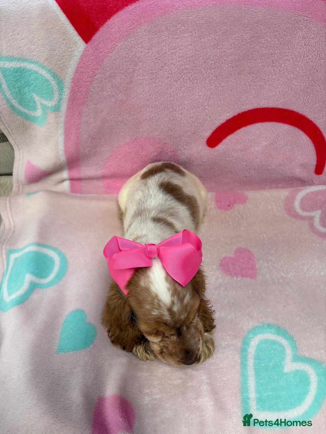 Cocker Spaniel dogs for sale: Cocker spaniel puppy - Image 3