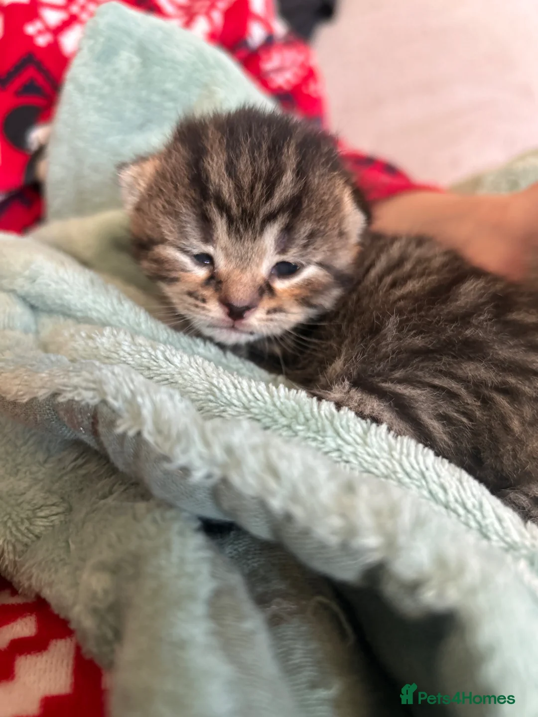 Mixed Breed cats for sale: British short hair x  - Advert 2