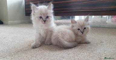 Ragdoll cats - Advert 12