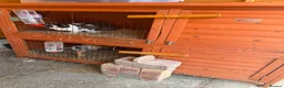 Mini Lop rabbits for sale: Full set up mini lops and hutch  - Advert 1
