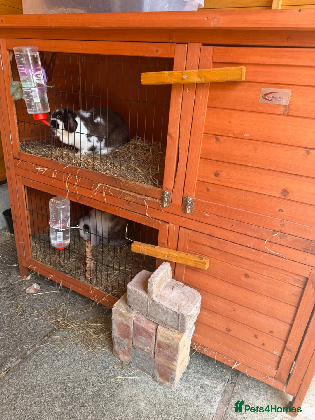 Mini Lop rabbits for sale: Full set up mini lops and hutch  - Advert 1