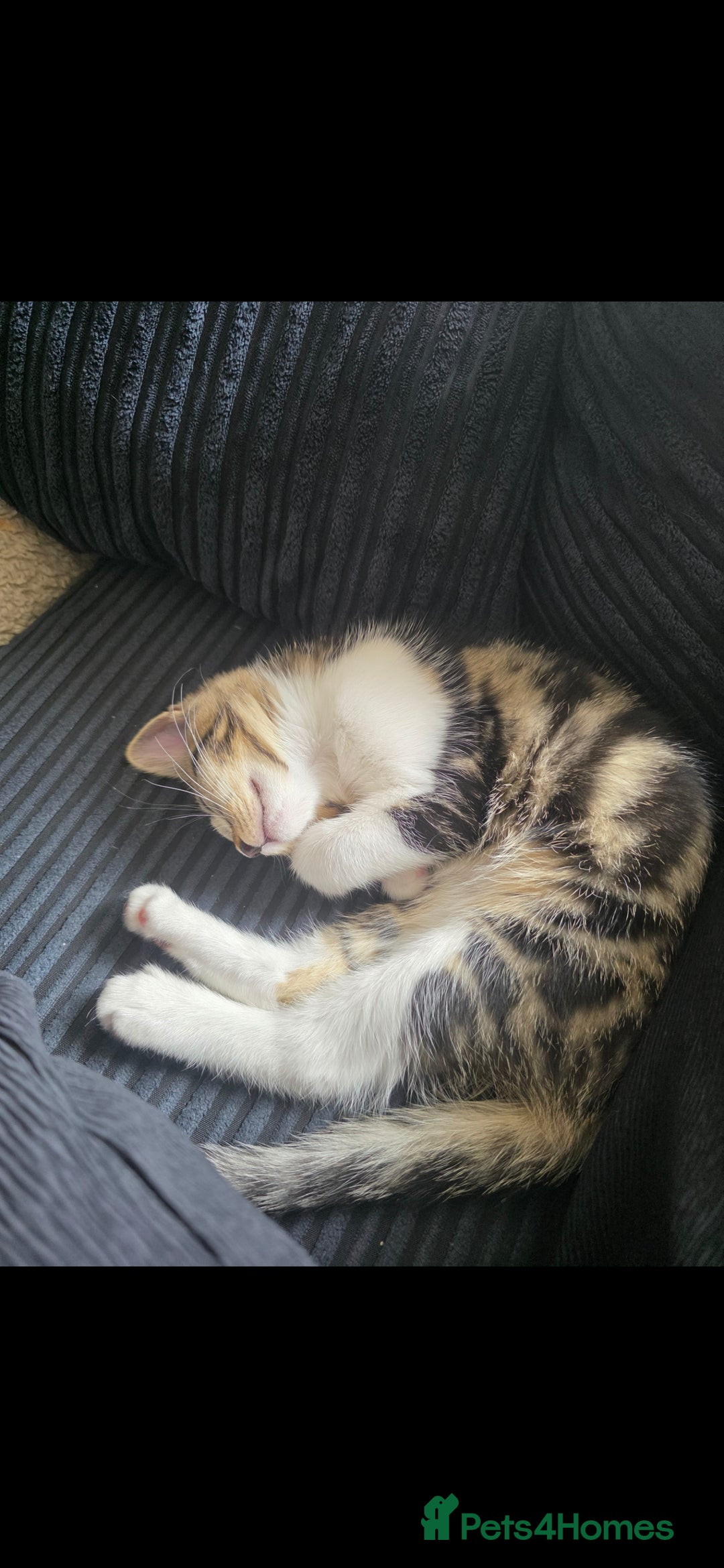 Domestic Shorthair cats for sale: 3 female kittens *READ DESCRIPTION* - Image 2