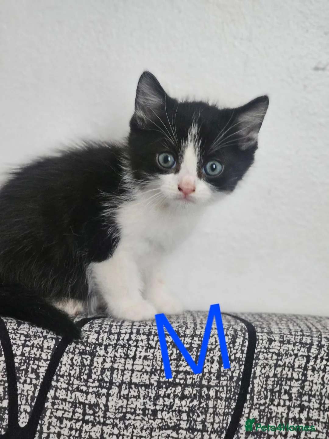 British Shorthair cats for sale: British longhair - Advert 2