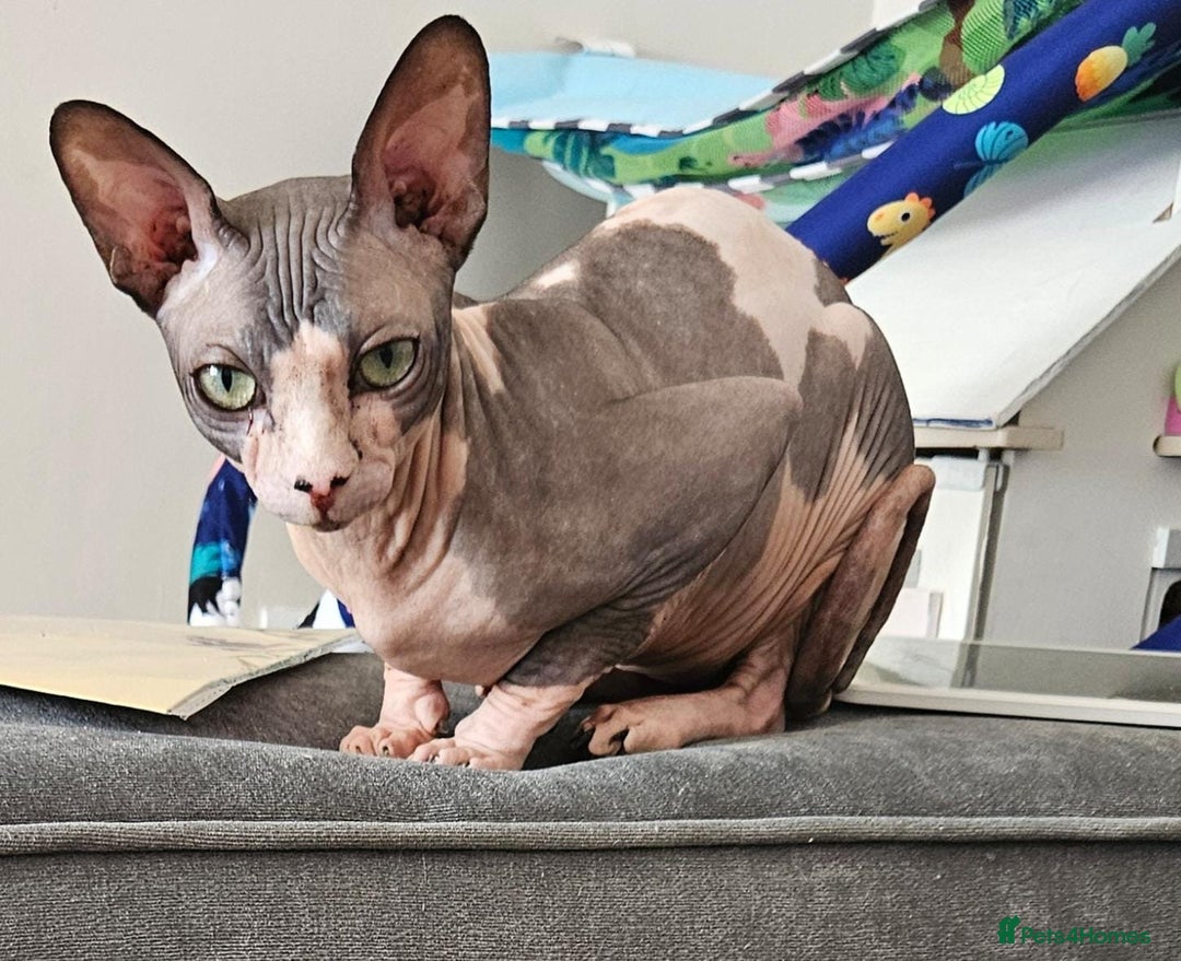 Sphynx cats for sale: Sphinx male not nurtured  - Image 2
