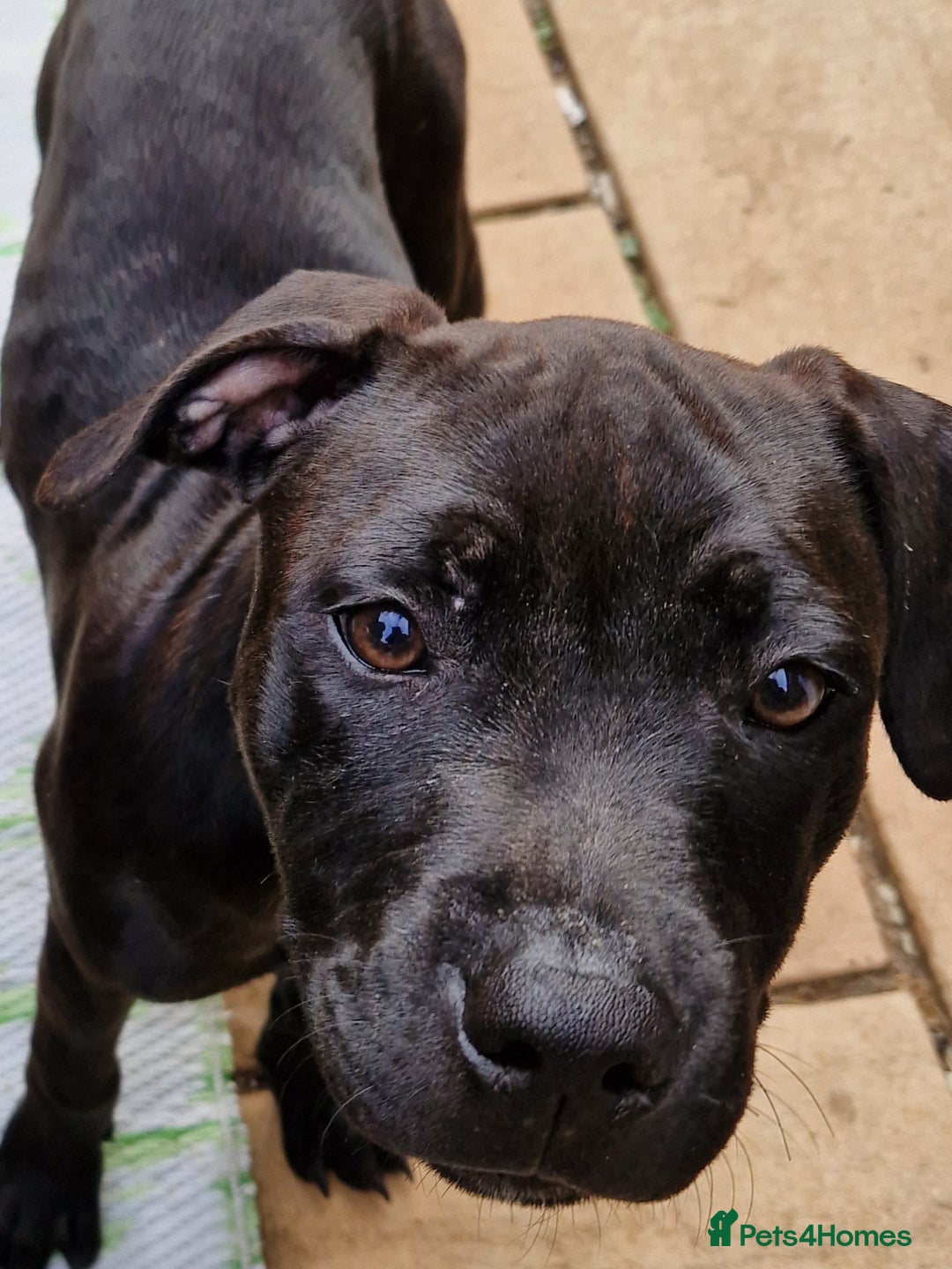 Staffordshire Bull Terrier dogs for sale: Beautiful Staffy Girl - Image 12