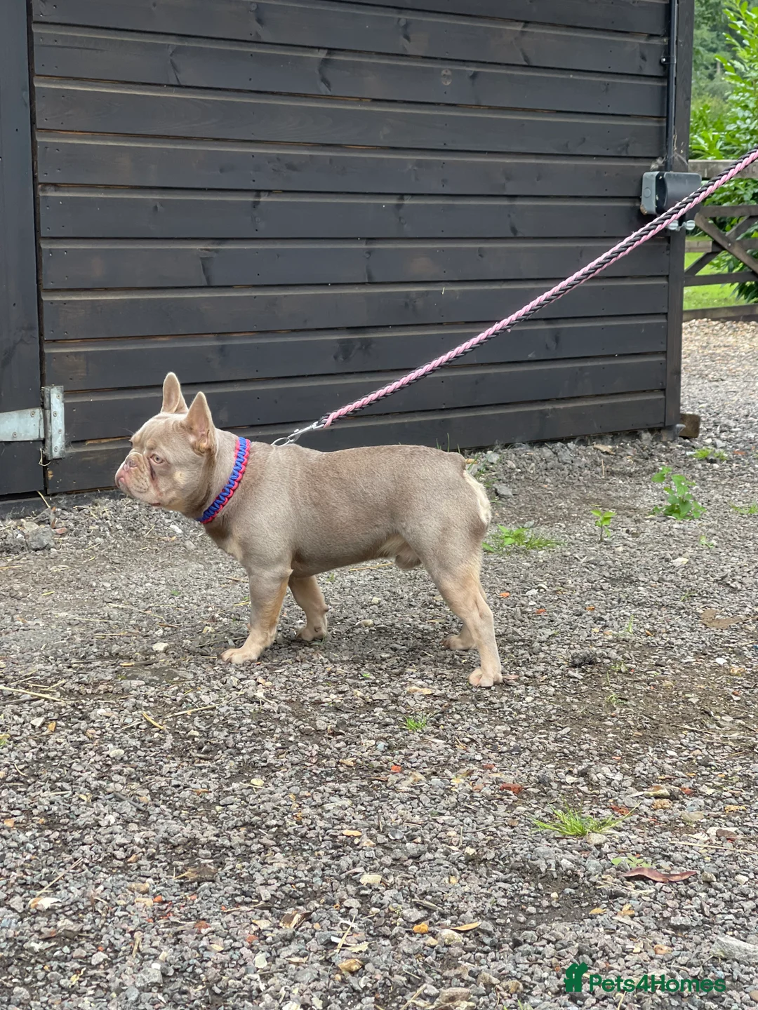 French Bulldog dogs for stud: New shade & Tan carrying L4 fluffy in Kings Langley - Advert 2