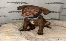 Mixed Breed dogs for sale: 6 Beautiful Fur Babies - Image 11