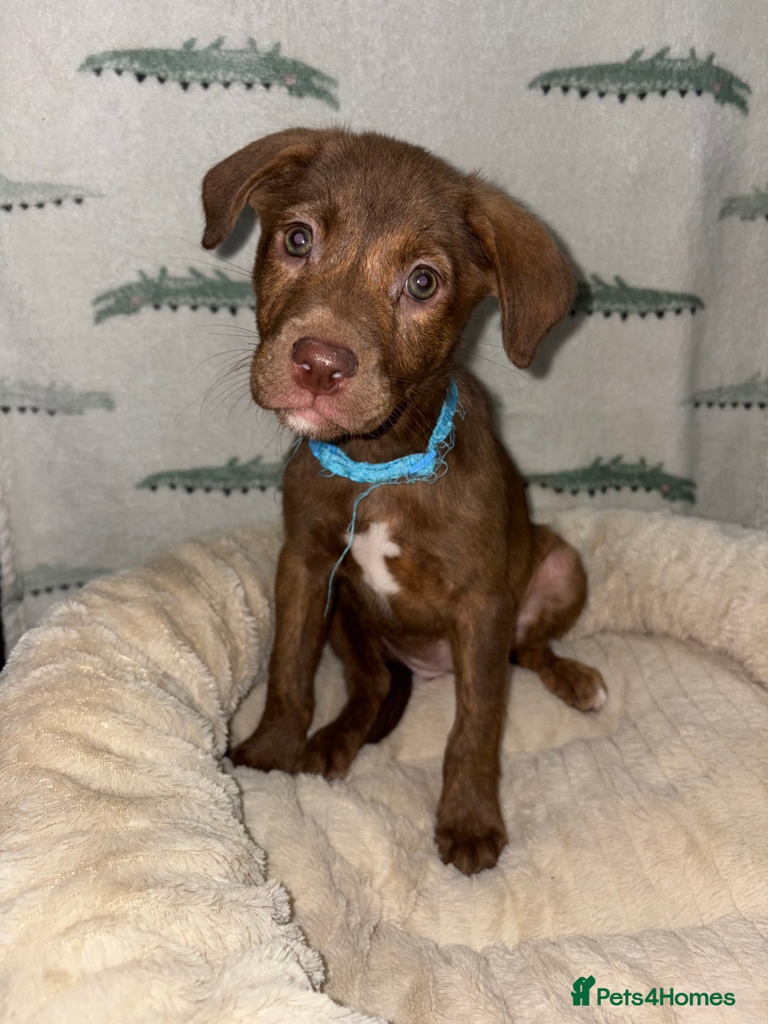 Mixed Breed dogs for sale: 6 Beautiful Fur Babies - Image 11