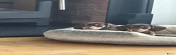 Dachshund dogs for sale: Dachshund  - Advert 9
