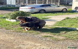 Mixed Breed dogs for adoption: Lawrence - Norwich Norfolk  - Advert 8