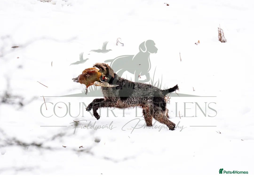 German Wirehaired Pointer dogs for stud: HUNTSTAFF BANDSMAN AT STUD - Advert 7