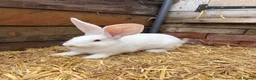 Continental Giant rabbits for sale: Continental Giant Rabbit babies available  - Advert 3