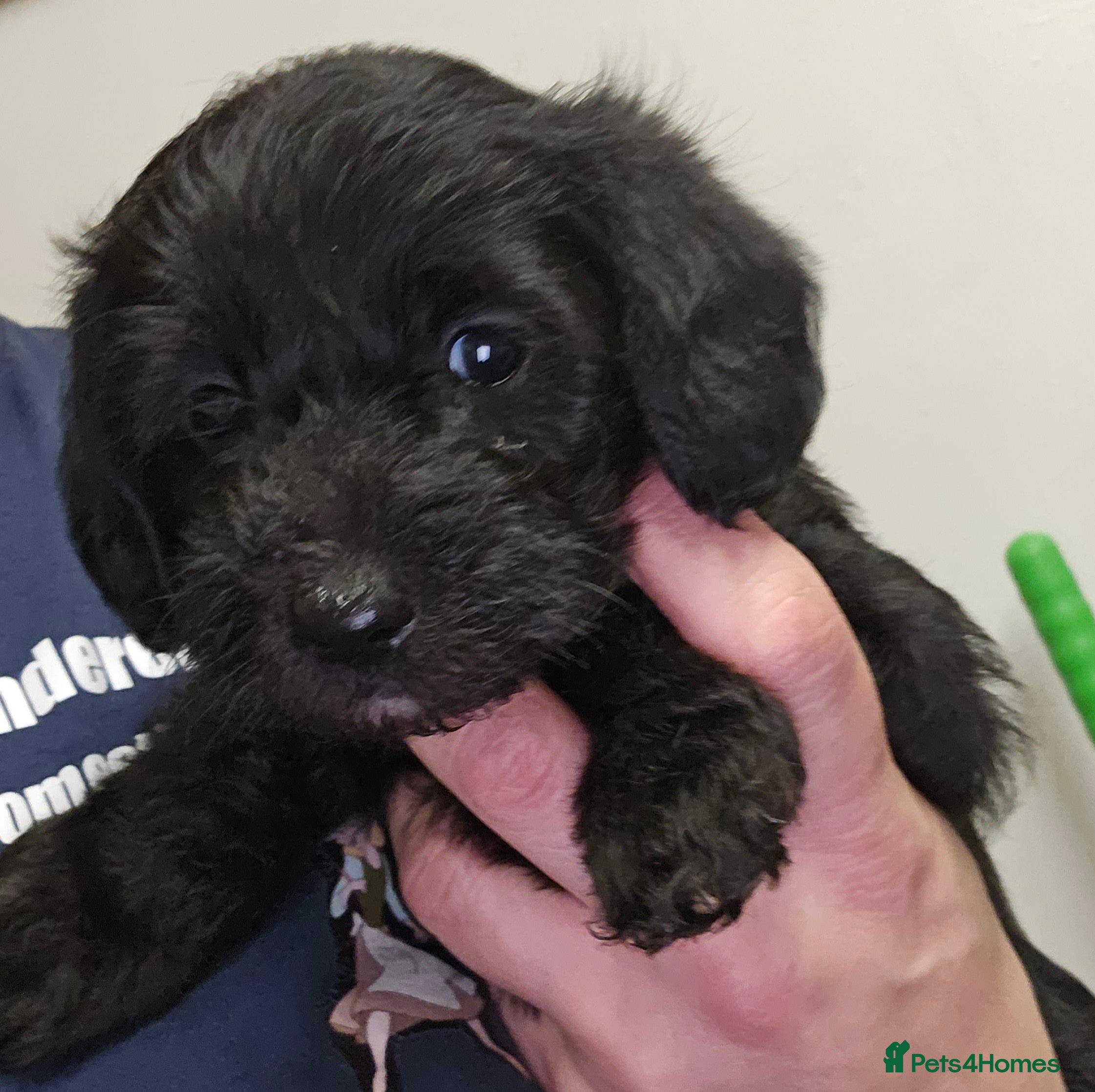 Schnoodle dogs Beautiful Schnoodle Puppies 🐶  - Advert 5