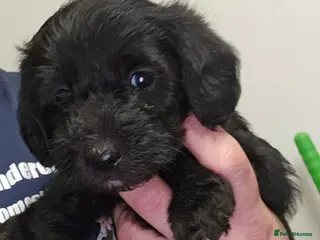 Schnoodle dogs Beautiful Schnoodle Puppies 🐶 - Advert 5